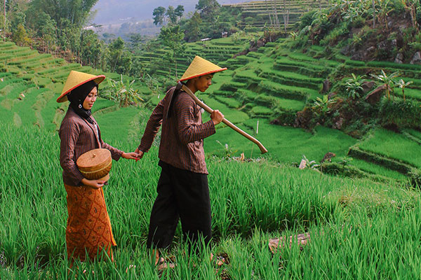 Makna Tersirat Lagu Gundul-Gundul Pacul Bagi Pemimpin