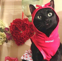 San Valentín gatuno