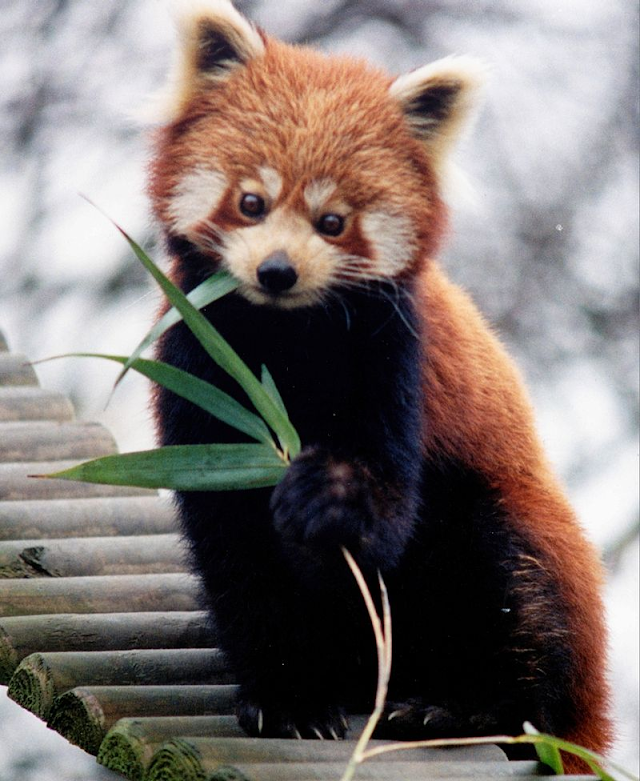 Dia Internacional do Panda Vermelho