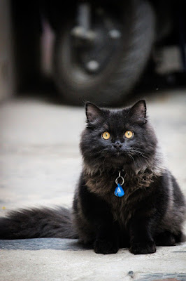 Black Cat Breed