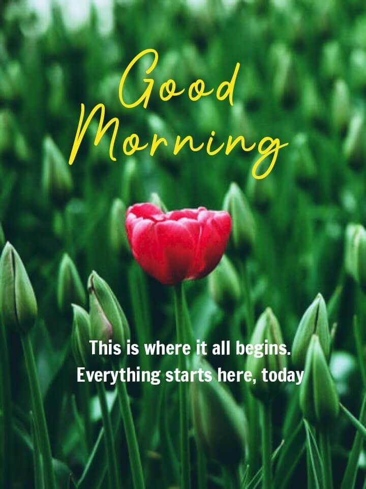 good morning photo video download mp4, good morning photo cup, good morning photo chahie , good morning photo hd mein, good morning photo krishna ji