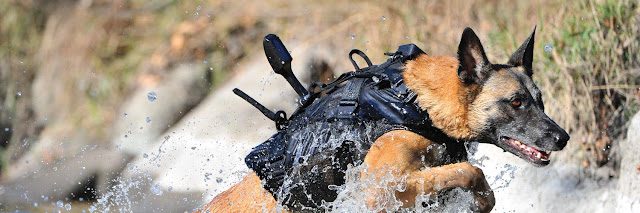 Служебная собака бежит по воде