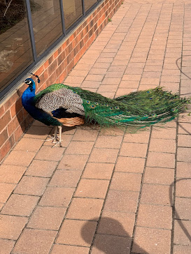 Peacock at Grounds for Sculpture