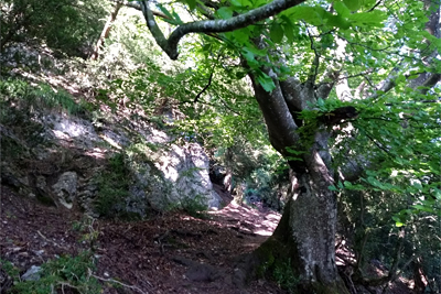 Bosque de Bachicabo