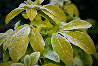 Frost on leaves