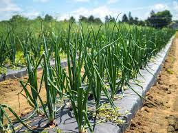 ( onion farming full detail information in marathi )