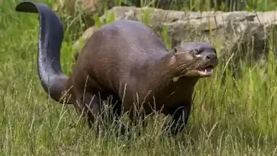 القضاعة العملاقة (Giant otter)