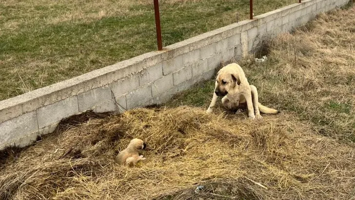 Mother Dog Refuses to Abandon Only Puppy Despite Being Shooed Away Everywhere and Uses Her Body to Protect It from Harm...