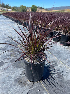 Red Fountain Grass