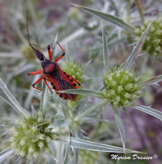 insecte hemiptere reduve irascible