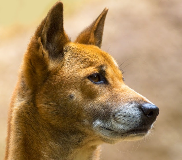 Ancient Dogs Breeds