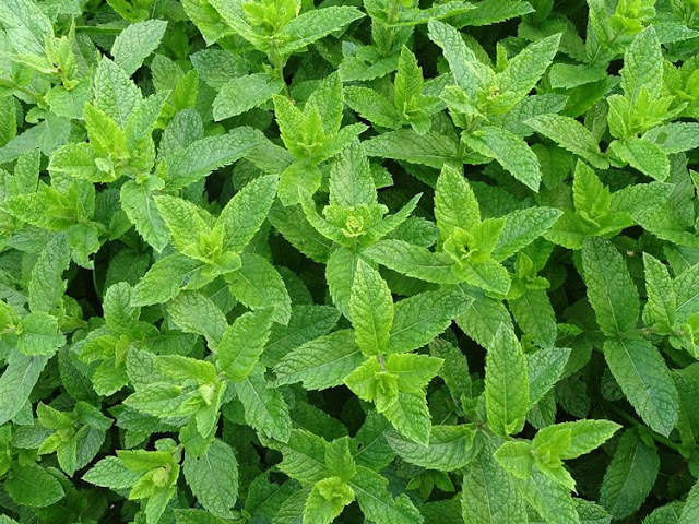 Peppermint - Eat During Cancer Treatment
