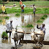 Farmer :- किसान होने का मतलब है । संघर्ष करना अपने हकों के लिए । 