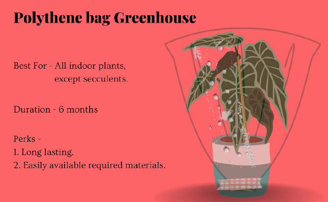 Polythene bag Greenhouse