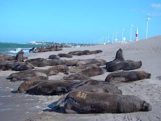 Loobs marinos marcados en Necochea (Puerto Quequén) Buenos Aires , Argentina