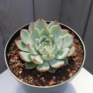 Echeveria colorata