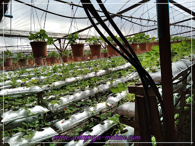 ladang strawberry dalam restoran Abang Strawberry