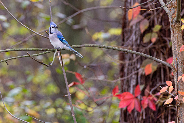 A blue jay sits perched on a tree branch in my backyard