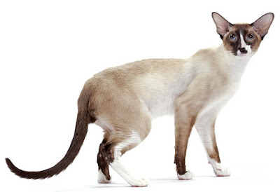 Jenis Ras Kucing Seychellois
