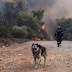Φωτιά στον Κουβαρά: Κάηκε καταφύγιο ζώων στο Λαγονήσι - Δραματικές προσπάθειες διάσωσης