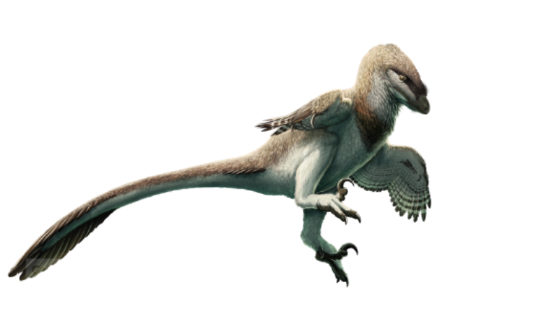 Top 10 Deadliest Raptors (Dromaeosaurs) Ever Existed, Ranked - Animalassic