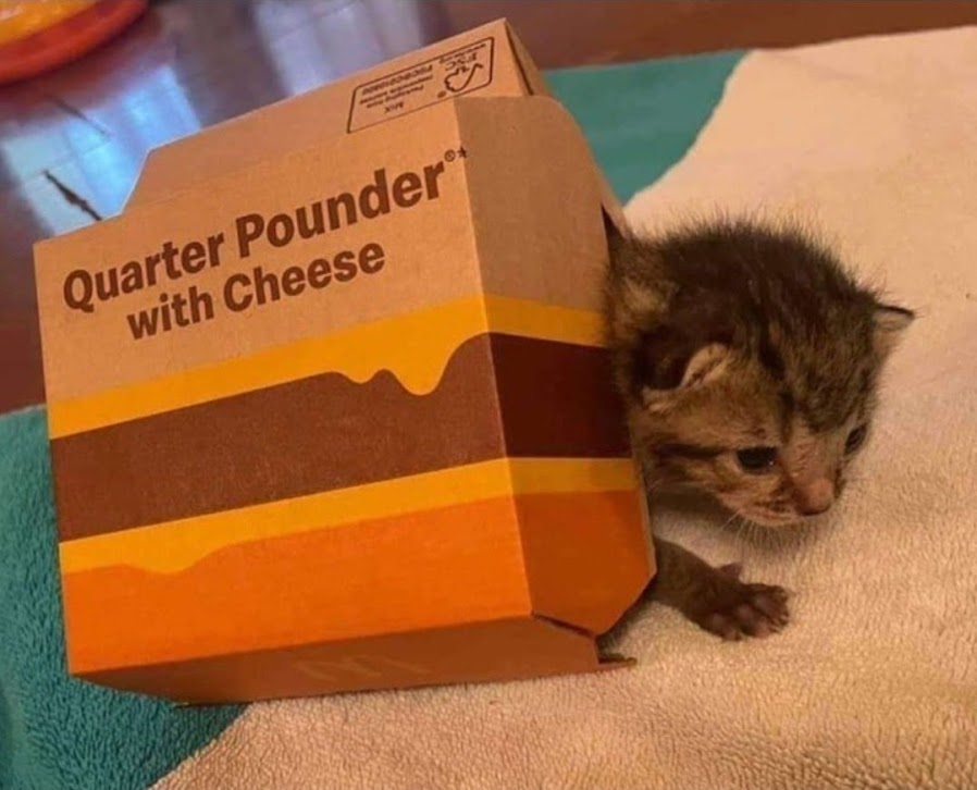 kitti
