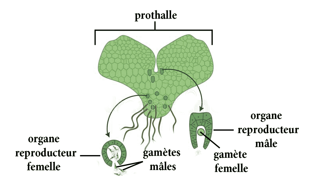 les organes reproducteurs et les gamètes chez les plantes sans fleurs