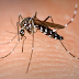 Everyone can help prevent the spread of tiger mosquito: watchdog