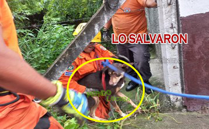 El Salvador: Perrito es rescatado en la orilla del río Acelhuate antes que fuera arrastrado por una repunta
