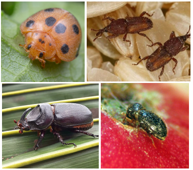 Contoh-contoh serangga ordo Coleoptera