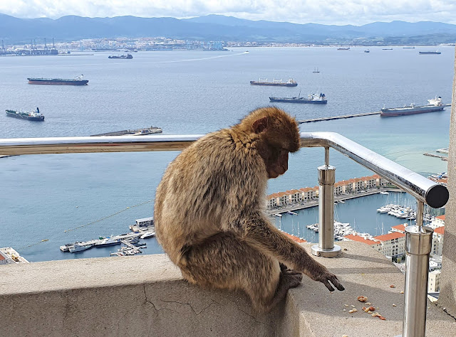 Photo 13/15 - Un des 300 macaques de Barbari...