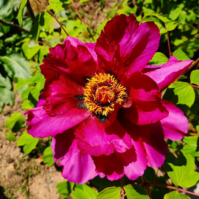 薬草園のボタンの花の写真