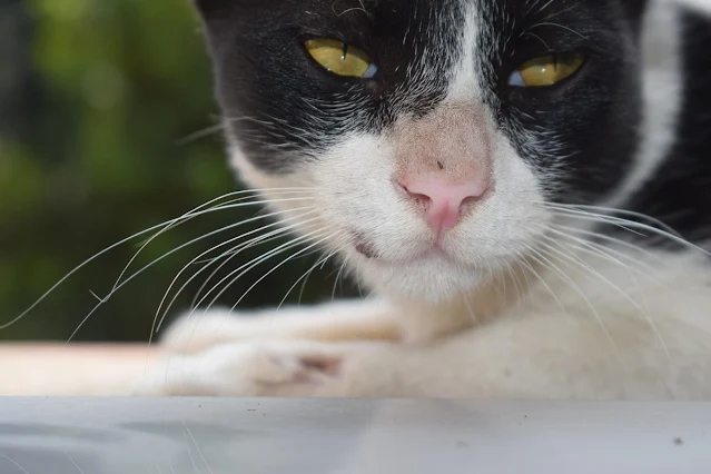 Tuxedo cat image