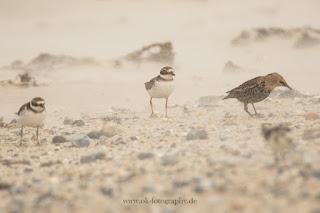 Wildlifefotografie Helgoland Düne Sandregenpfeifer