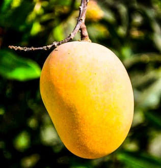 10 Lines on Mango Fruit