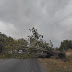 Πτώση δέντρου στο δρόμο προς Δρέπανο (+ΦΩΤΟ)