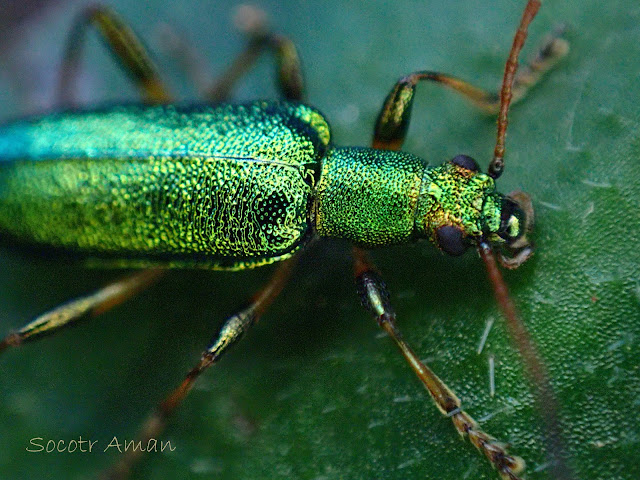 Arthromacra viridissima