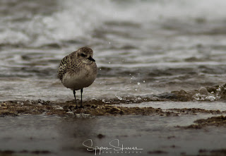 Grey Plover at Artemis Lagoon, Athens Greece