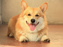 lizak corgi dog