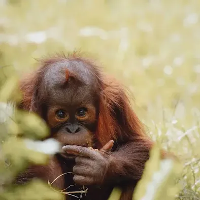 Edgar Allan Poe was one of the first authors to include orangutans as characters in his stories