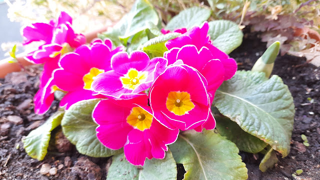 Cuaderno de campo de una Jardinera día nº 4: "Resultados limpieza y abonado de la prímula".