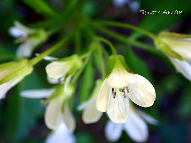 Cardamine anemonoides