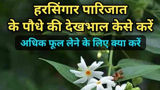 Flower:हरसिंगार पारिजात के पौधे की देखभाल कैसे करें अधिक फुल लेने के लिए क्या उपाय करें 
