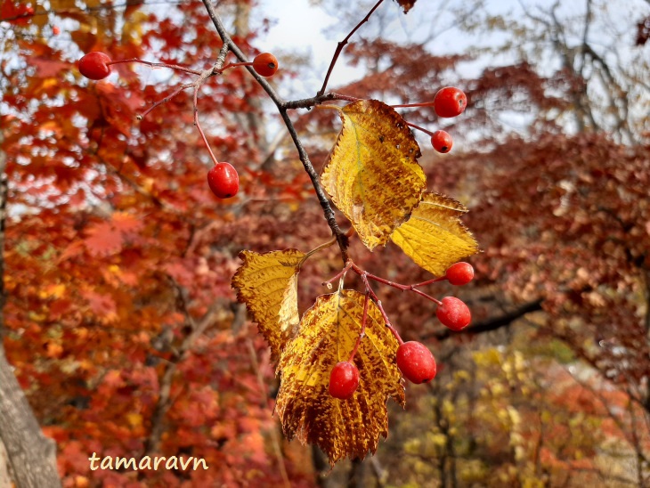 Мелкоплодник ольхолистный / Рябина ольхолистная (Micromeles alnifolia, =Sorbus alnifolia)