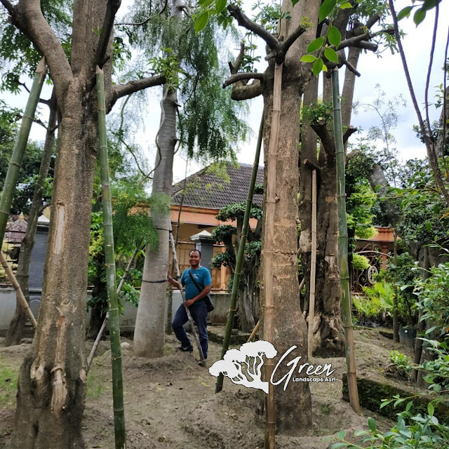 Jual Pohon Kelor Afrika (Moringa) di Bogor | Harga Pohon Kelor Afrika Berbagai Macam Ukuran