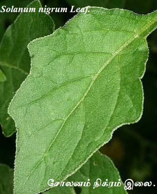 Solanum-nigrum-leaf