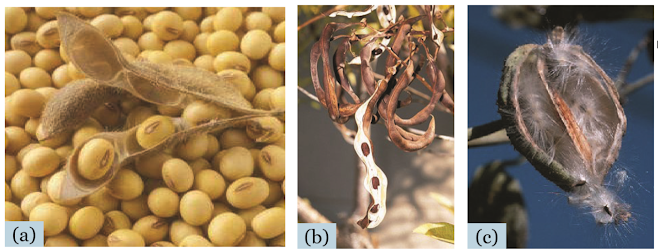 Gambar contoh Buah Polong yang Membuka, (a) Kacang Kedelai (Glycine max), (b) Buah Cangkring (Erythrina variegata), (c) Buah biduri (Asclepias gigantea)