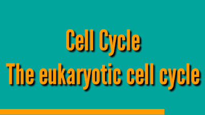 Cell cycle: The eukaryotic cell cycle 