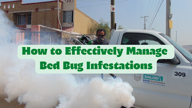How to Effectively Manage Bed Bug Infestations