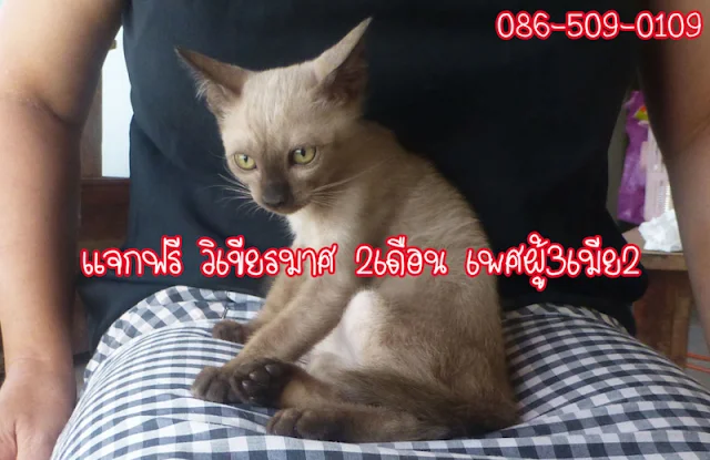 Thailand: free giveaway Siamese cat, dark colour, two months old